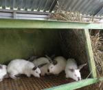 Uppfödning och uppfödning av kaniner hemma, instruktioner för nybörjare kaninuppfödare