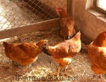 Business in breeding laying hens: business plan, costs, profitability
