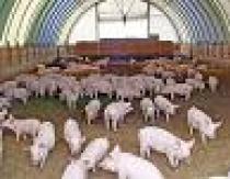 Domuz çiftçiliğini bir iş olarak organize etmek için bir iş planı geliştirmenin temelleri Bir domuz çiftliği için adım adım iş planı