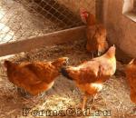 تجارت در پرورش مرغ تخمگذار: طرح تجاری، هزینه ها، سودآوری